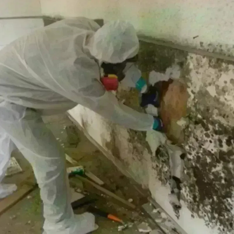 Mold Remediation and Removal in Rosepine, LA